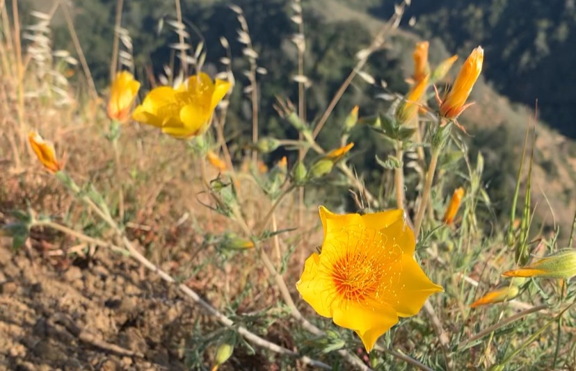 Best Wildflower Viewing in the South Bay